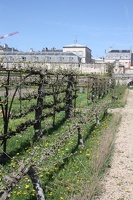 Potager du Roi - Versailles
